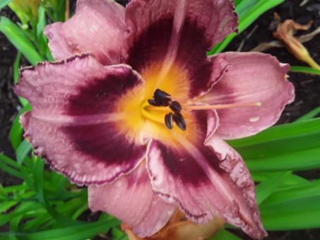 Free Stock Photo of A beautifull purple iris