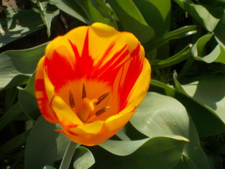 Free Stock Photo of A Beautifull Orange Tulip
