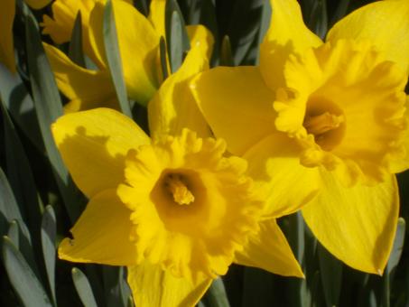 Free Stock Photo of Yellow Daffodils