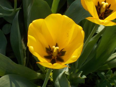 Free Stock Photo of A Yellow Tulip