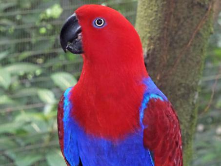Free Stock Photo of Eclectus parrot