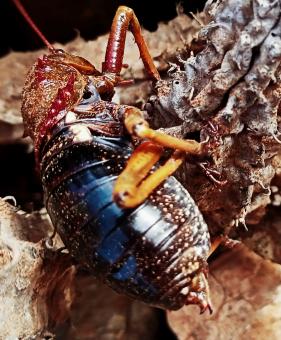 Free Stock Photo of beetle close-up
