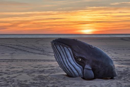 Free Stock Photo of Whale Beach Sunrise