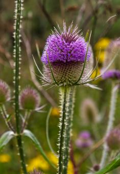 Free Stock Photo of Thistle Plant