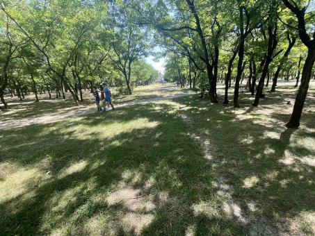 Free Stock Photo of Park landscape