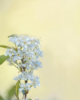 Free Stock Photo of Beautiful Pin Cherry Flowers