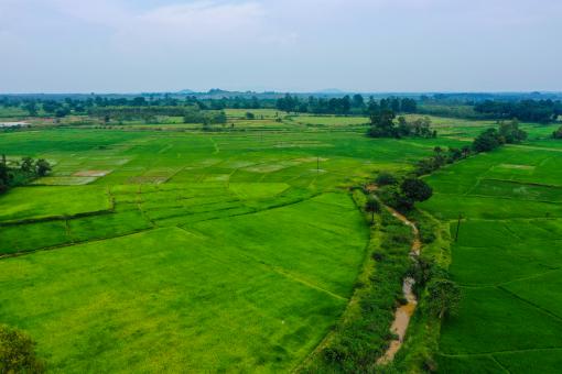 Free Stock Photo of paddy field