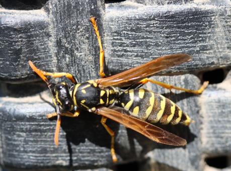 Free Stock Photo of Macro insect