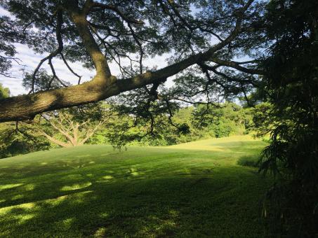 Free Stock Photo of Sunlight