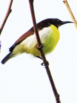Free Stock Photo of purple rumped sun bird- male