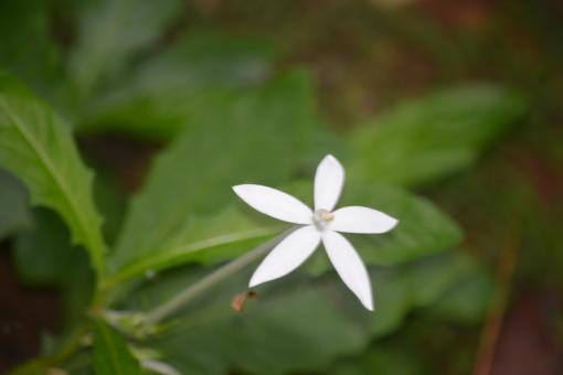 Free Stock Photo of White flower