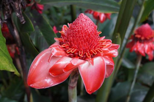 Free Stock Photo of Red flower