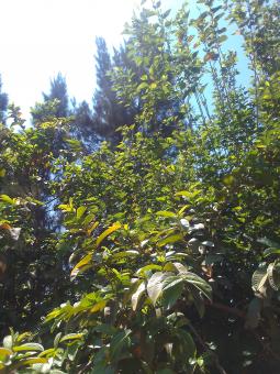 Free Stock Photo of Guava tree