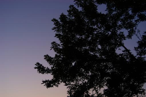 Free Stock Photo of Evening Tree