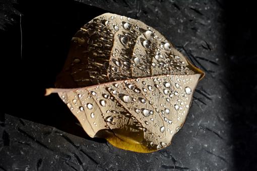 Free Stock Photo of Autumn leaf