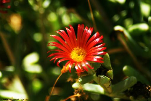 Free Stock Photo of Amazing Flowers in the botanical gardens of Israel are colorful and be