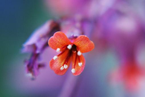 Free Stock Photo of Amazing Flowers in the botanical gardens of Israel are colorful and be