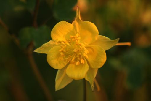 Free Stock Photo of Amazing Flowers in the botanical gardens of Israel are colorful and be