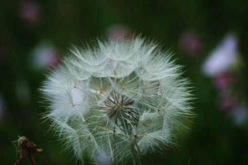 Free Stock Photo of Amazing Flowers in the botanical gardens of Israel 