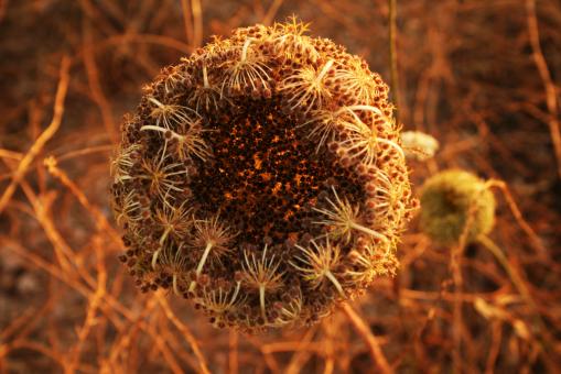 Free Stock Photo of Amazing Flowers in the botanical gardens of Israel