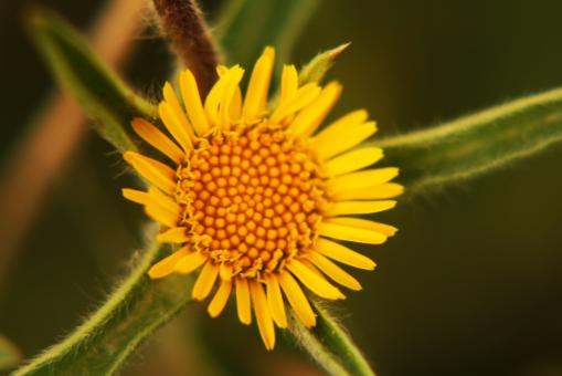 Free Stock Photo of Amazing Flowers in the botanical gardens of Israel are colorful and be
