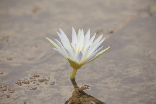 Free Stock Photo of Amazing Flowers in the botanical gardens of Israel 