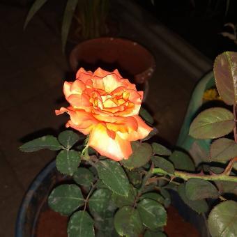 Free Stock Photo of Rose