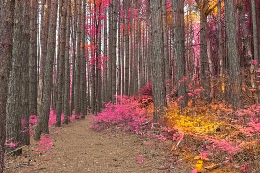 Free Stock Photo of Fantasy Prelude Forest