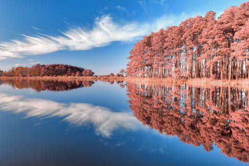 Free Stock Photo of Lake Knapp Reflection - Tickle Me Pink
