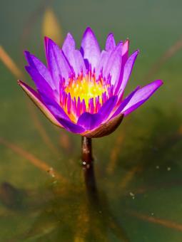 Free Stock Photo of Lotus flower