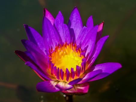 Free Stock Photo of Lotus flower