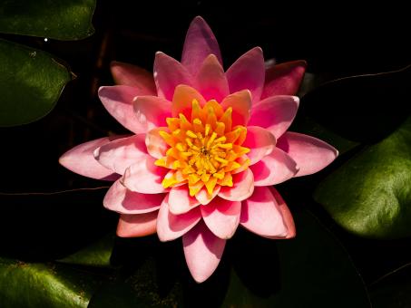 Free Stock Photo of Lotus flower