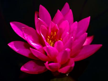 Free Stock Photo of Lotus flower