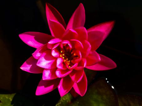 Free Stock Photo of Lotus flower