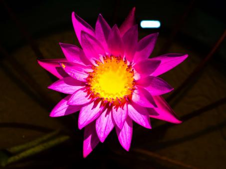 Free Stock Photo of Lotus flower