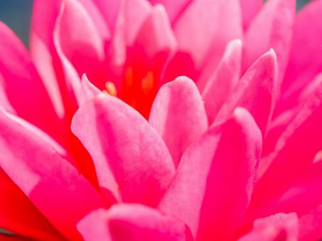 Free Stock Photo of Lotus flower