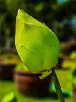 Free Stock Photo of Lotus flower