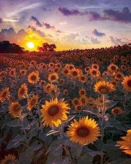 Free Stock Photo of Sunflower garden