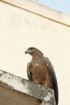 Free Stock Photo of black kite