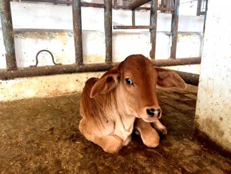 Free Stock Photo of Resting Calf