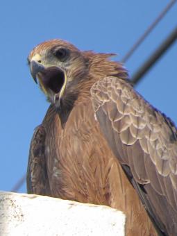Free Stock Photo of black kite