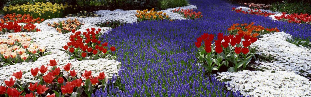 Free Stock Photo of Flowers