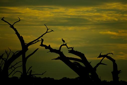 Free Stock Photo of Heron in the distance