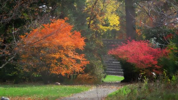 Free Stock Photo of Fall Colours