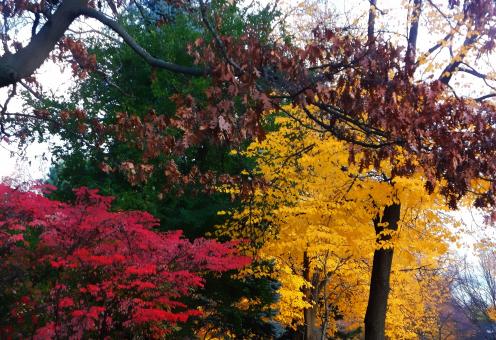 Free Stock Photo of Colourful Trees
