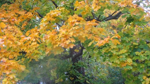 Free Stock Photo of Autumn Colorful Leaves