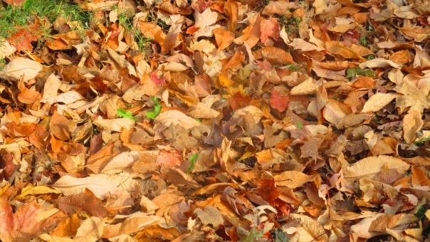 Free Stock Photo of Autumn Leaves