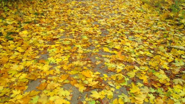 Free Stock Photo of Fallen Leaves