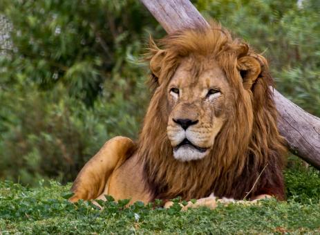 Free Stock Photo of Big lion 