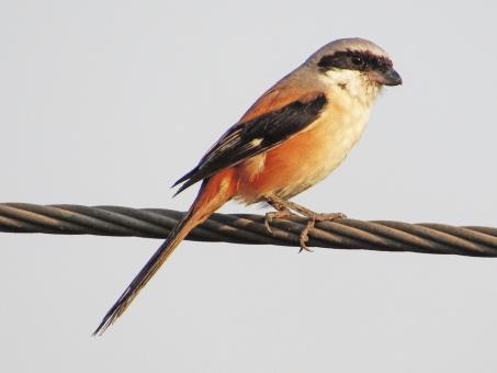 Free Stock Photo of long tailed shrike